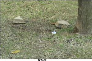 1495852601367023.jpeg 3.jpeg